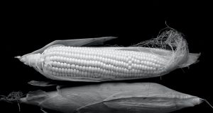 How ARE GMOs Made?kenya
