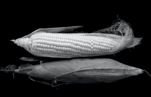 How ARE GMOs Made?kenya