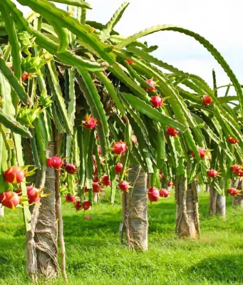 Dragon Fruit