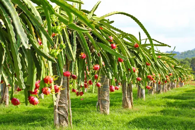 Dragon Fruit