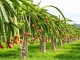 Dragon Fruit