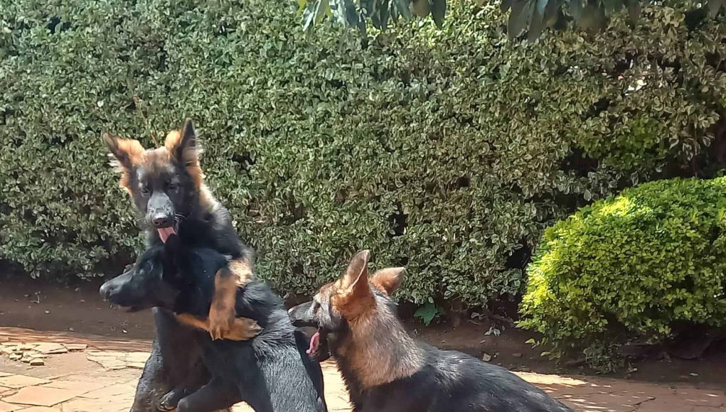 List of Dog Breeders in Kenya