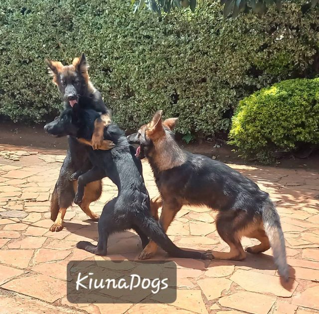 List of Dog Breeders in Kenya