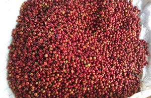Exporting Coffee from Kenya