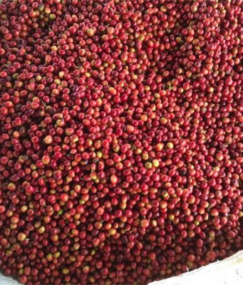 Exporting Coffee from Kenya