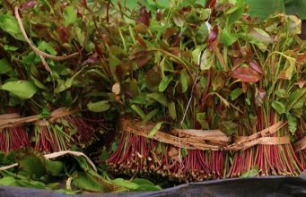 Mombasa Bans Sales and Use of Muguka in the County Mombasa Bans Sales and Use of Muguka in the County