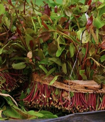 Mombasa Bans Sales and Use of Muguka in the County